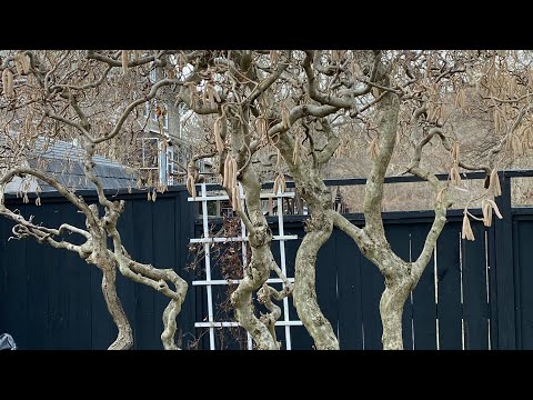 PRUNING THE HARRY LAUDER’S WALKING STICK OR CONTORTED FILBERT.