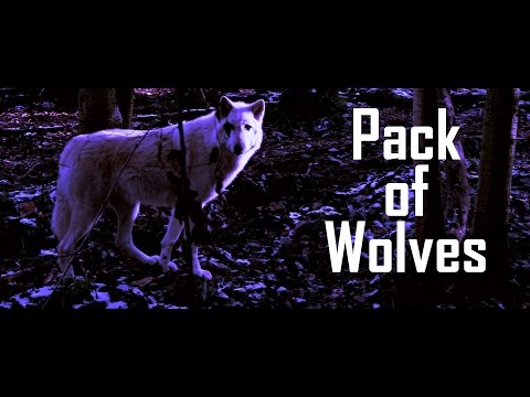 Pack Of Wolves Official Lyric Video by Hair Jordan