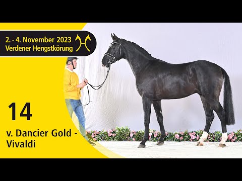 Verden Stallion Licensing 2023 - Dressage - Nov. 2-4 - No. 14 Stallion by Dancier Gold - Vivaldi