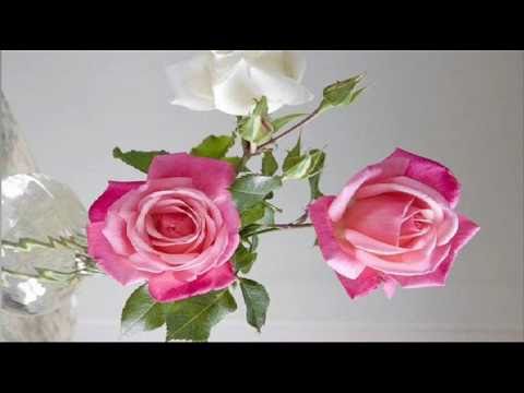 G. Ph. Telemann: TWV 52:e1 / Concerto for recorder, flute, strings & b.c. in E minor / Pro Musica