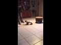 Capuchin Monkey Training Session With a 16 ...