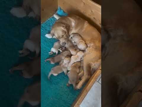 de geboorte van warisha