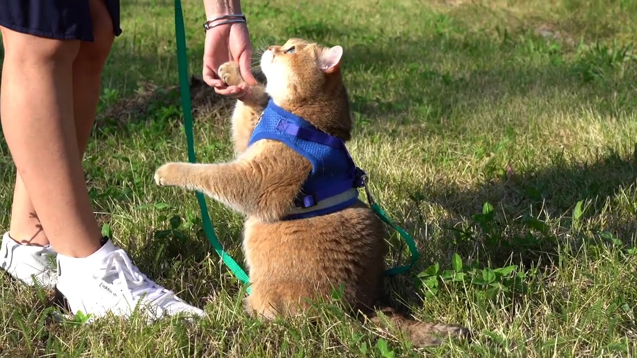 На разходка с котка