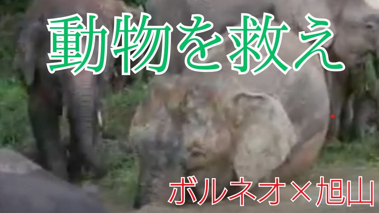 ボルネオ島で動物たちを守れ～旭山動物園の挑戦