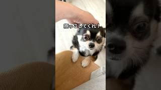 犬、パパに抱っこしてもらいたい。 #犬との暮らし #chihuahua #shorts