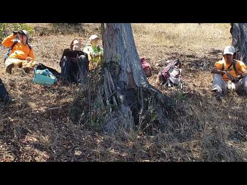 IRONWOOD ON CATALINA ISLAND