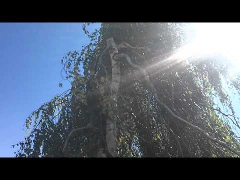 download lagu mp3 mp4 Planting A Weeping Birch Tree, download lagu Planting A Weeping Birch Tree gratis, unduh video klip Planting A Weeping Birch Tree