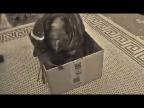Athena Cat Goddess Wise Kitty: VIDEOS