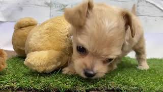 ハーフ犬の動画01