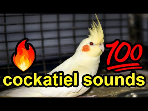 Pied Cockatiel Singing Sounds, Cockatiel Calls - Natural Song Female Cockatiel Singing Sounds
