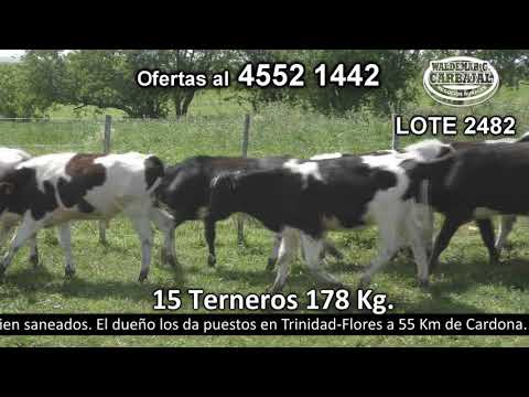 Lote 15 Terneros 14 HO y 1 Kiwi 178kg -  en El Timote, Florida- Ruta 6 a 30 Km de Sarandi del Yí
