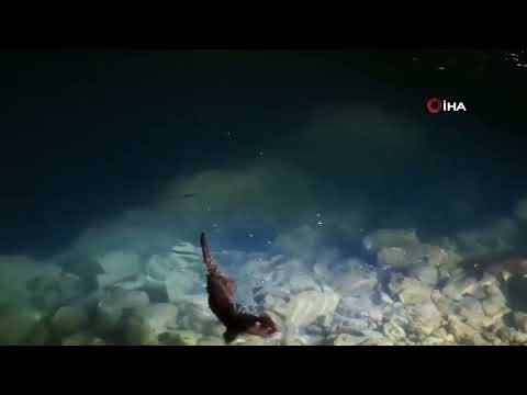 Bartınlı Balıkçılar tuttukları balıkları su samurları ile paylaştı