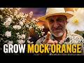 How to Grow and Care for Philadelphus coronarius  - Mock Orange