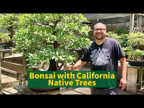 Poppy Hour: The Art of Bonsai with California Native Trees with Ron Espiritu