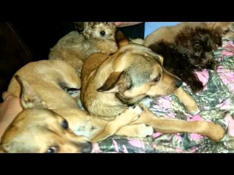 Little Girl (aka Leia)