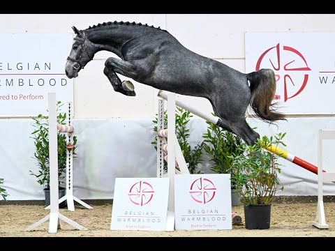 IDOL'S CORNET (CORNET OBOLENSKY x DARCO)