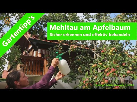 , title : 'Mehltau am Apfelbaum'