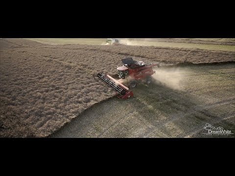 hqdefault Żniwa 2017: Wielkie koszenie rzepaku, w polu kombajny Claas i Case IH