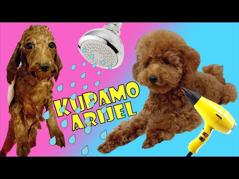 Kupamo našu pudlicu prvi put!