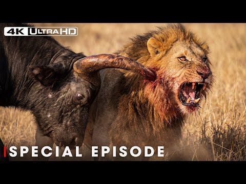 Most Dramatic Moments: Buffalo Takes Down Lion | Battle at Kruger #natureanimaldocumentary