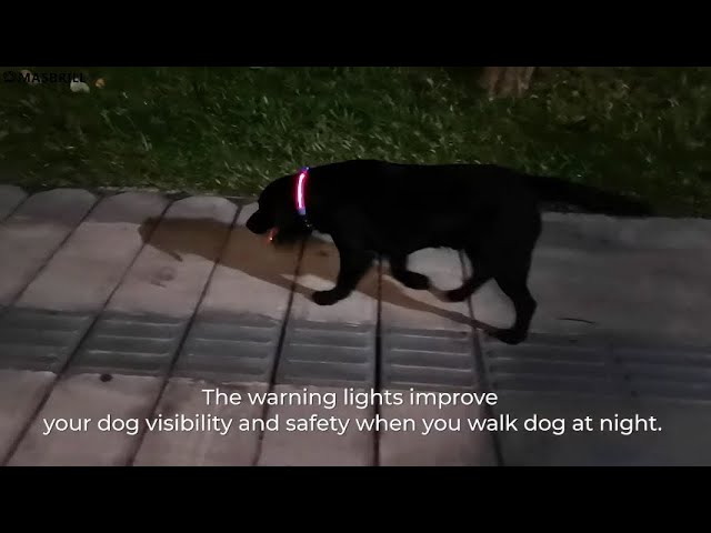 Vídeo relacionado con MASBRILL Collar Luminoso Perro, 3 Modos Collar Perro Luz con Recargable Impermeable, Ajustable Iluminación Collares LED para Perros Pequeños/Medianos/Grandes, Azul S