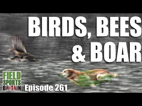 Fieldsports Britain – Birds, Bees & Boar Fieldsports Britain – Birds, Bees & Boar
