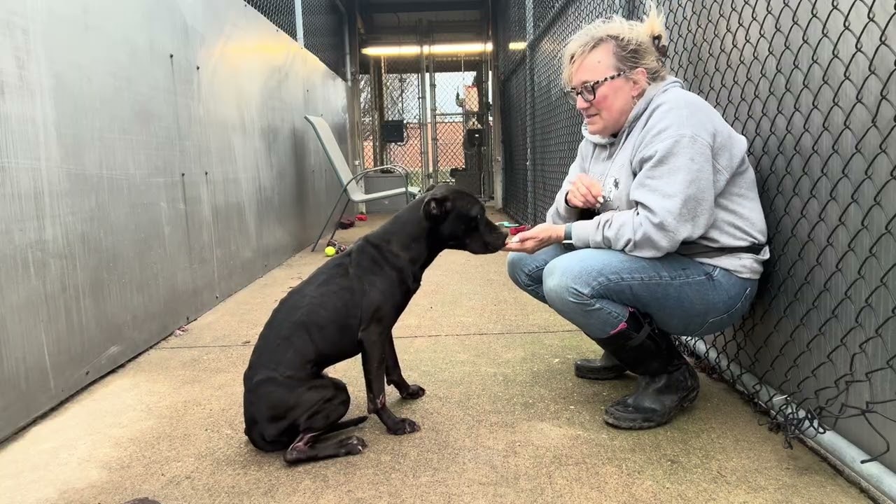 Enlarge Nathan, a ADOPTABLE Pit Bull Terrier in Chicago, IL video 5/5