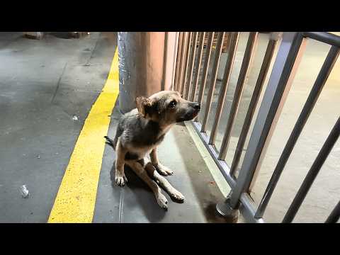 As a typhoon approached, a paralyzed stray dog dragged himself toward people, desperate for love.