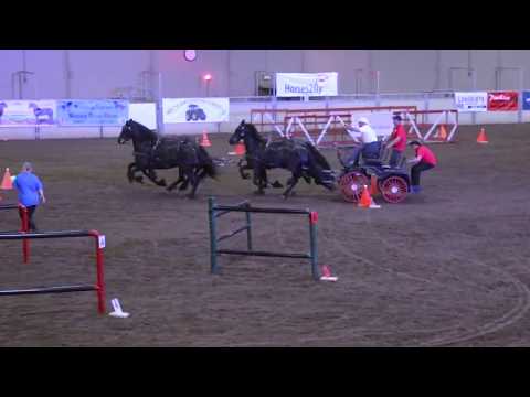 FHANA 35th Anniversary; Anne Okkema driving 4 in hand Friesians