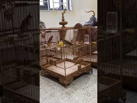 Cb Aquaman trở lại ở Pháp Euros chăm quá phong độ