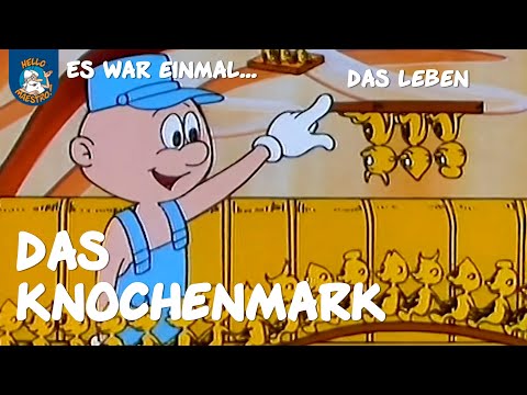 Das Knochenmark (Es war einmal... das Leben | Ausschnitt)