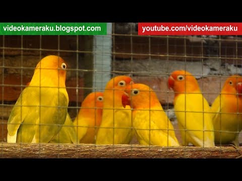 1 Hour Lovebird Sounds Aviary Series V1 - High Quality Audio Live Recording