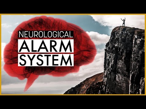 How the Amygdala Works