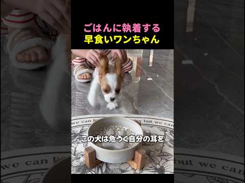 耳を食べてしまいそうになる犬