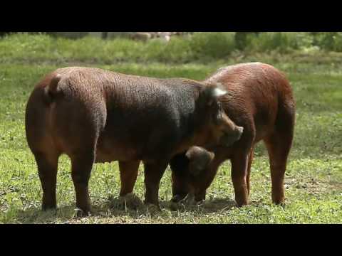 Borota - Duroc (2016.04.17.)