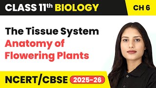 The Tissue System - Anatomy of Flowering Plants | Class 11 Biology Chapter 6 | CBSE 2024-25