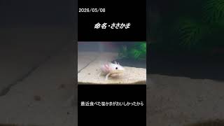 命名ささかま
