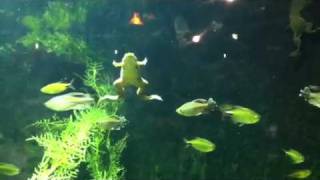 [問卦] 五五身材游泳真的很好游嗎