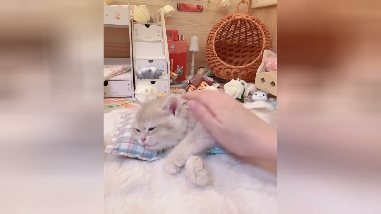 にゃんこは癒しのプロフェッショナル！