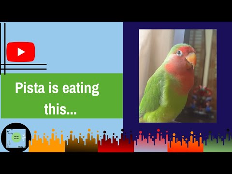 Pista eating food / Cute moments of pista/Lovebirds / Peach faced lovebird #shorts #amusingbeauties
