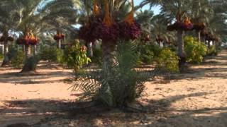 Download lagu nambang dawa mp3