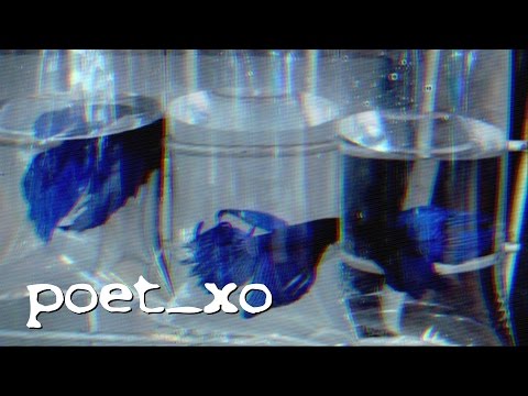 Video thumbnail for Night Regard [2016]