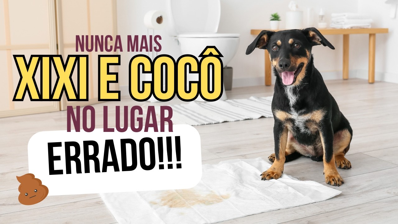 Xixi e Cocô no Lugar Certo | Aprenda como ensinar seu pet