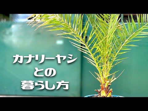 ドワーフヤシ、地中海ヤシ、Chamaerops humilis