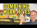 Beekeeping How To Combine A Weak Hive