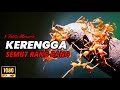 MENGENAL KEHIDUPAN DAN FAKTA MENARIK SEMUT RANG RANG KERENGGA TERNYATA PREDATOR YANG EFEKTIF