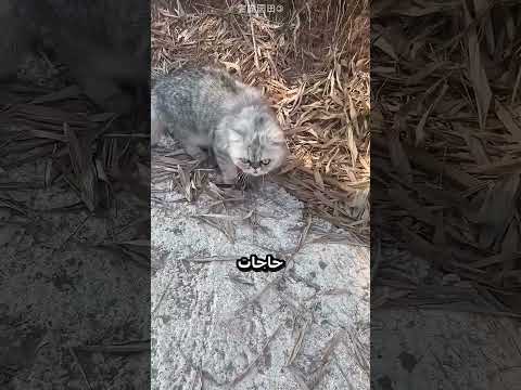 اكتر قط مشاغب