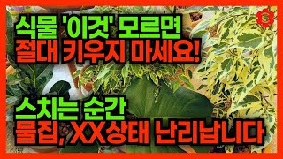 [⚠️스치기만 해도 복통에 혼수상태까지