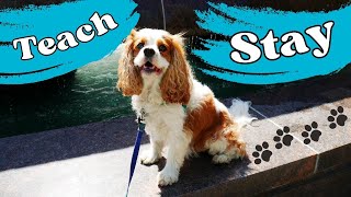 Training Your Dog To Stay Can Be Easy With These Tips! | How To Train Your Cavalier To Stay