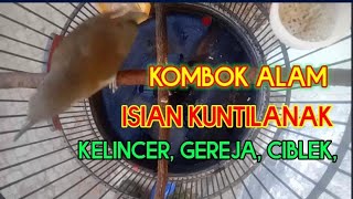 Download lagu kombok gacor isian kuntilanak, kelincer, gereja, ciblek, belalang #burunggacor #burungjuara mp3